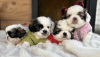 Photo №3. Pekingese puppies for sale. Serbia