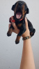 Photo №1. dobermann - for sale in the city of Belgrade | negotiated | Announcement № 93669