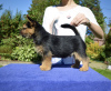 Photo №1. norwich terrier - for sale in the city of Irkutsk | 945$ | Announcement № 13186