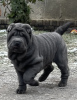 Photo №1. shar pei - for sale in the city of Gorzów Wielkopolski | 1268$ | Announcement № 88677