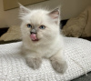 Photo №2 to announcement № 108940 for the sale of ragdoll - buy in Germany private announcement, breeder