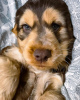 Photo №1. english cocker spaniel - for sale in the city of Oslo | 486$ | Announcement № 80680