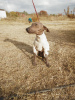 Photo №2 to announcement № 8286 for the sale of mexican hairless dog - buy in Greece 