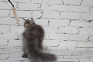 Photo №4. I will sell maine coon in the city of Temryuk. from nursery - price - Negotiated