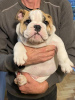 Additional photos: English bulldog