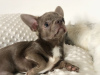 Photo №1. chihuahua - for sale in the city of Kuwait City | Is free | Announcement № 12357