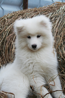 Photo №1. samoyed dog - for sale in the city of Yekaterinburg | 484$ | Announcement № 4544