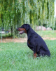 Photo №3. Doberman KSU/FCI. Ukraine