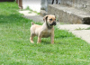 Additional photos: Boerboel (South African Mastiff) puppies