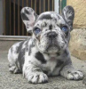 Additional photos: Wunderschöne Welpen der französischen Bulldogge stehen zur Adoption zur