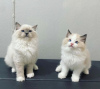 Photo №2 to announcement № 83560 for the sale of ragdoll - buy in United States private announcement