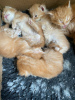 Photo №1. maine coon - for sale in the city of St. Petersburg | 317$ | Announcement № 36788