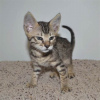 Photo №2 to announcement № 97321 for the sale of savannah cat - buy in Germany private announcement, breeder