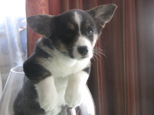 Photo №3. Welsh corgi cardigan puppy pedigree. Belarus