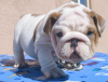 Photo №1. english bulldog - for sale in the city of Houston | 500$ | Announcement № 97166