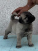 Photo №3. Turkish Kangal puppies. Serbia