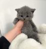 Photo №1. british shorthair - for sale in the city of Вашингтон | 400$ | Announcement № 118014