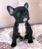 Photo №1. french bulldog - for sale in the city of Munich | Is free | Announcement № 17019