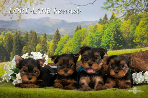 Photo №2 to announcement № 2476 for the sale of yorkshire terrier - buy in Russian Federation from nursery