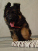 Photo №4. I will sell german shepherd in the city of Krivoy Rog. from nursery - price - 600$