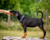 Additional photos: Doberman puppies