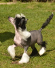 Photo №1. chinese crested dog - for sale in the city of Quakers Hill | 800$ | Announcement № 50386