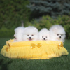 Photo №1. pomeranian - for sale in the city of Bremen | 280$ | Announcement № 117479