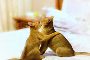 Photo №1. abyssinian cat - for sale in the city of Mogilyov | 542$ | Announcement № 815