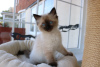 Photo №1. ragdoll - for sale in the city of Fishers | 350$ | Announcement № 111988