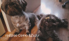 Photo №1. shih tzu - for sale in the city of Boat | 560$ | Announcement № 41364