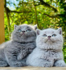 Photo №2 to announcement № 98192 for the sale of british shorthair - buy in United States private announcement