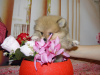 Photo №3. Pomeranian girl. Russian Federation