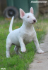 Additional photos: Mini Bull Terrier puppies