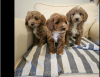 Photo №1. non-pedigree dogs - for sale in the city of Berlin | 370$ | Announcement № 107513