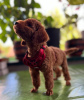 Additional photos: Miniature poodle puppies