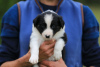 Photo №2 to announcement № 118073 for the sale of non-pedigree dogs - buy in Germany private announcement