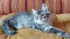 Additional photos: Siberian kittens from the nursery
