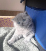 Photo №1. british shorthair - for sale in the city of Los Angeles | 400$ | Announcement № 88660