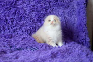 Photo №2 to announcement № 6395 for the sale of scottish fold - buy in Russian Federation from nursery