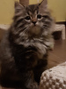 Photo №2 to announcement № 13847 for the sale of siberian cat - buy in Poland breeder