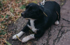 Photo №3. Little short-legged Toby is looking for a home! Weight 7 kg. Russian Federation