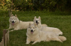 Photo №4. I will sell siberian husky in the city of Belgrade. breeder - price - negotiated