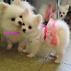 Additional photos: Snow-white girl PomeranianSpitzToy, documents KSU-FCI