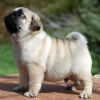 Photo №1. pug - for sale in the city of Manila | negotiated | Announcement № 75308