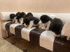 Additional photos: American Akita puppies black and white color