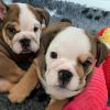 Photo №1. english bulldog - for sale in the city of Kishinev | negotiated | Announcement № 124376