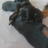 Additional photos: 4 Brussels Griffon puppies for sale