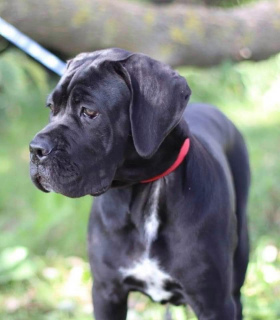 Photo №3. Chic Cane Corso girl for sale. Lithuania