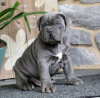 Photo №1. cane corso - for sale in the city of Victoria | negotiated | Announcement № 75136