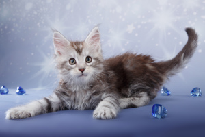 Photo №2 to announcement № 5516 for the sale of maine coon - buy in Russian Federation from nursery